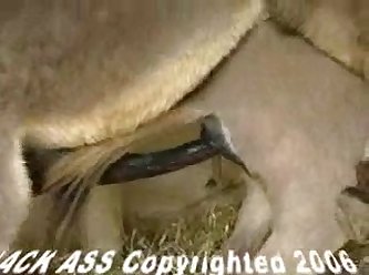 Porn Like Animal