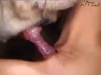 Tickzootv Videos