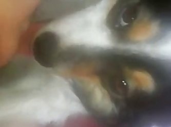 Zoofilia Pornografia