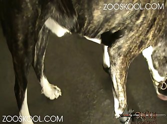 Anime Zoofilia Porno