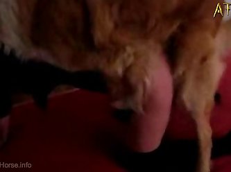 Porno Zoofilia Cachorros