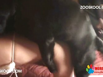 Porno Zoofilia Caseira