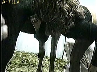 Zoofilia Portugues