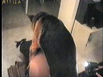 Xxx Zoofilia Latinas