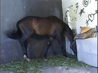 Zoofilia Caballo Gif
