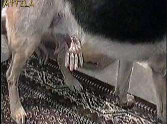 Zoofilia Xxx Perra En Celo