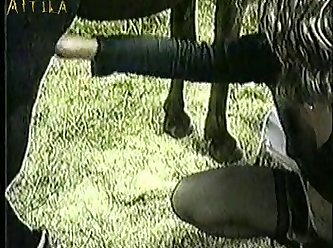 Zoofilia Lo