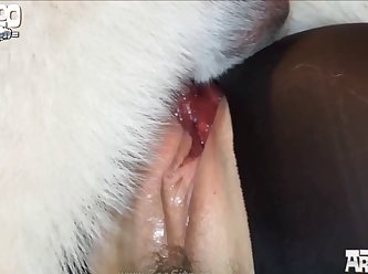 Porno Doido Zoofilia