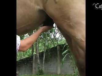 Xxx Zoofilia Cum