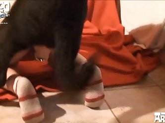 Zoofilia Vacas En Celo