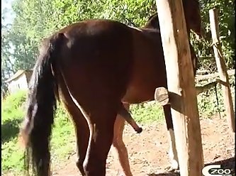 Hombre Zoofilia Porno