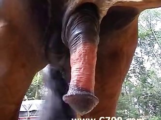 Videos Mexicanos De Zoofilia
