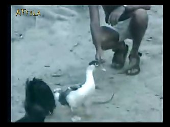 Perro Con Condon Zoofilia