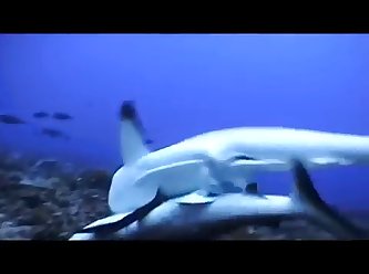 Extreme Monster Hentai Porn