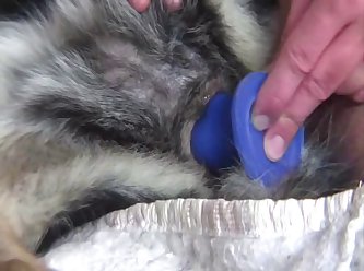 Porn Extreme Cum