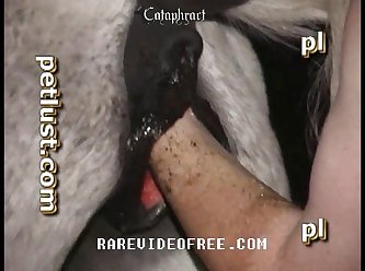 Horse Cock Dildo Anal
