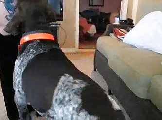 K9 Porn