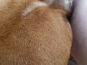 Gay Animal Porn