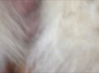 Gay Zoo Porn