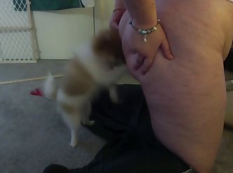 Horse Pussy Porn