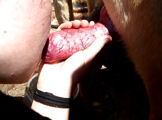 Animal Sex Videos