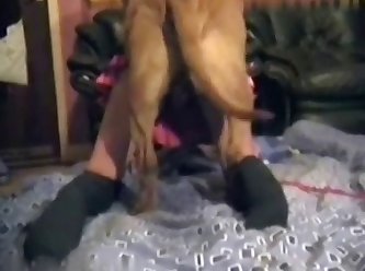 Two Dogs Fucking