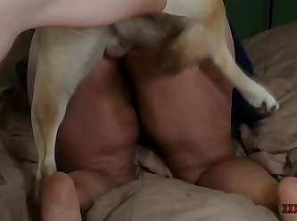 Porn.org