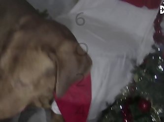 Young Girl Fuck With Dog