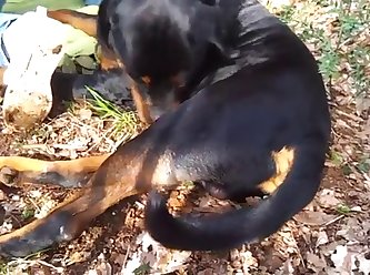 Girl Fuck Dog Xvideos