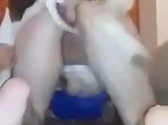 Forced To Fuck Dog Stories
