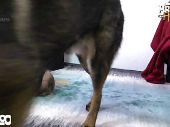 Cruel Dog Fuck Girl