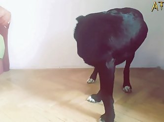 Dog Fuck Pussy Creampie