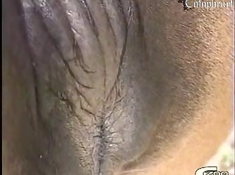 Getting Fuck By My Dog