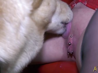 Dog Fuck Grils