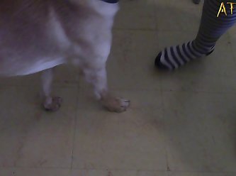 Shemale Fuck Dog Pussy