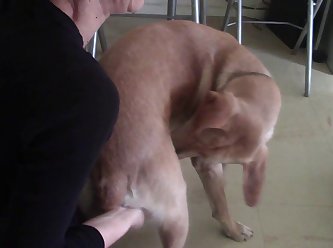 Dog Fuck Anal Knot