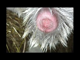 Dog Fuck Girl To Orgasm