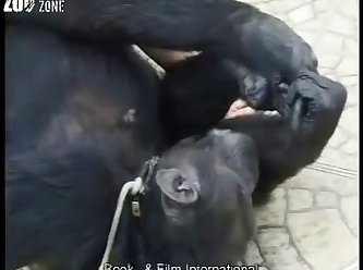 Men Hard Fuck Dog