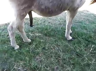 Dog Hard Fuck Girl