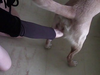 Dog Fuck Pussy 2024