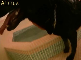 Asian Women Fuck Dog