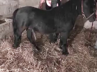 3d Teen Fuck Dog