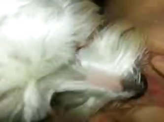 Dog Fuck Human Being