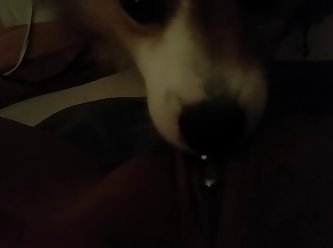 First Time Letting My Dog Fuck Me