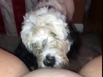 Man Fuck Male Dog