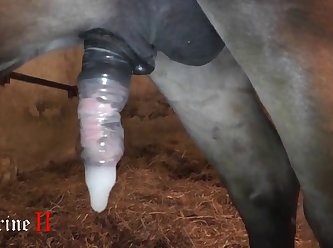 Dog And Horse Fuck