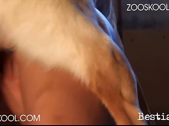 Small Dog Sex