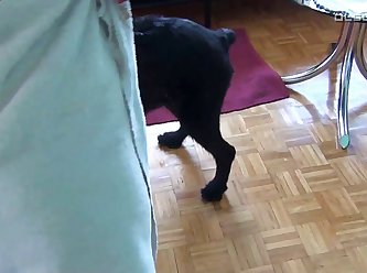 Animal Sex Hidden Cam