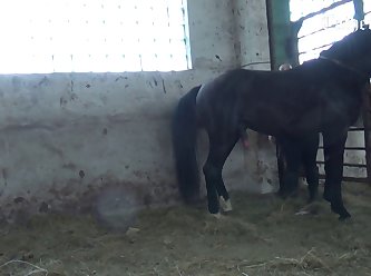 Forced Animal Sex