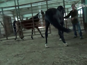 Women Animal Sex Videos